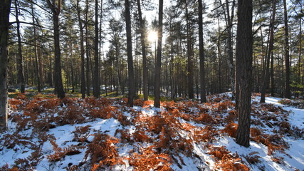 Bohemian paradise in winter, Mala skala, Czech republic