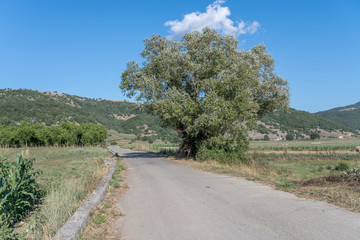 Fototapeta na wymiar country road and big tree on Apennines upland, Montesano Marcellana, Italy
