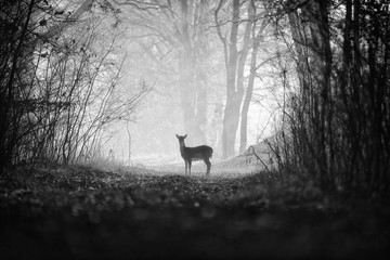A deer in the countryside in a clearing surrounded by trees