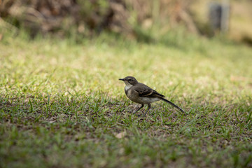 Fototapeta premium Cape Wagtail Small Grey Bird Walking On Short Grass In The Drakensberg, South Africa