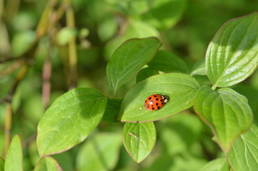 Biedronka azjatycka na liściu derenia, Harmonia axyridis © Ewa