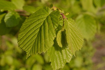 Leszczyna pospolita, młode liście wczesną wiosną, Corylus avellana