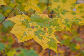beautiful autumn leaves. bright yellow, red, green. magical season in Ukraine when nature shines and burns with different colors