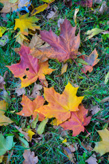 beautiful autumn leaves. bright yellow, red, green. magical season in Ukraine when nature shines and burns with different colors