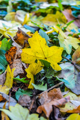 beautiful autumn leaves. bright yellow, red, green. magical season in Ukraine when nature shines and burns with different colors