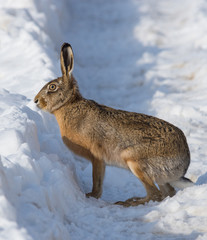 Fototapeta premium Gray wild rabbit (hare) in his natural habitat, in a cold winter day