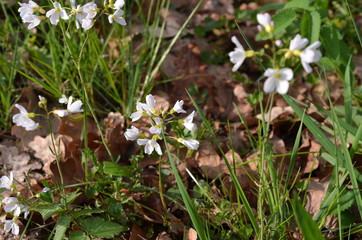 Rzeżucha łakowa, Cardamine pratensis © Ewa