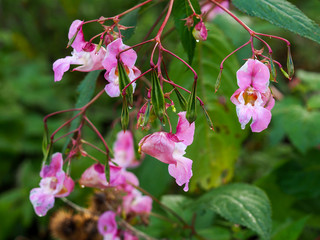 Pink flowers and green leaves of invasive Himalayan balsam, Impatiens gladulifera, in North Yorkshire, England