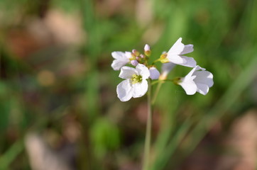 Rzeżucha łakowa, Cardamine pratensis © Ewa
