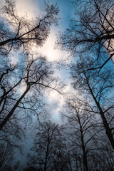 View of the sky through treetops.
