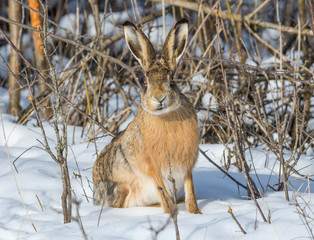 Gray wild rabbit (hare) in his natural habitat, in a cold winter day