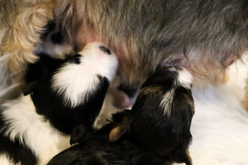 Puppies Nursing