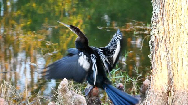 anhinga is shaking wings in front of a pond