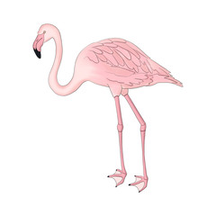 Flamingo Illustration Isolated On A White Background Hand Drawn