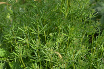 Fototapeta na wymiar Przytulia czepna, gąszcz roślin, Galium aparine