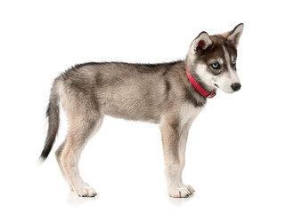 Cute husky puppy on white background