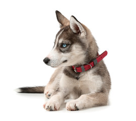 Cute husky puppy on white background