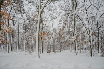 Fototapeta premium Trees in a snowy winter forest
