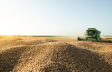 Harvester at work in summer sun