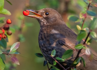 Amsel hält eine Beere im Schnabel
