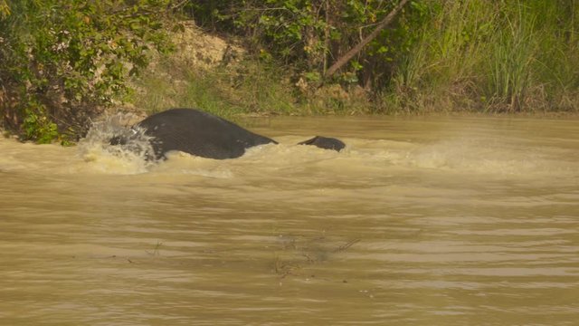Asian elephant rolling around and splashing in a cool, muddy river.