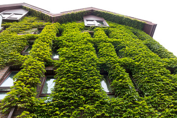 House wall covered in green ivy