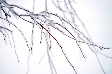 Tree branches in the frozen rain with ice