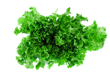 Obraz premium close up on fresh green lettuce texture