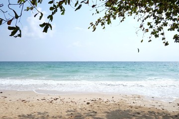 Tropical trees growing beside sea beach with a beautiful sea beach in bright day