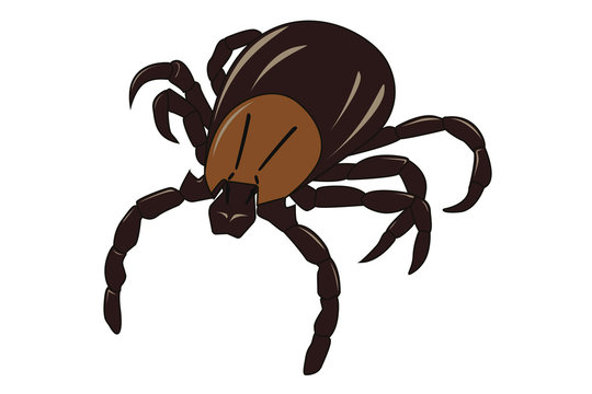 Mite. Insect parasite warning vector image. Danger insect.