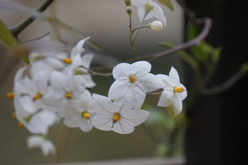 Naklejka na ściany i meble White flowers