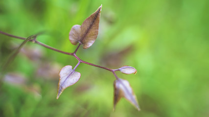 Fresh Brown Leaves Tree Branch 