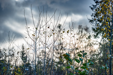 wild flowers on background of blue sky, beautiful, sweden, sverige,nacka, stockholm