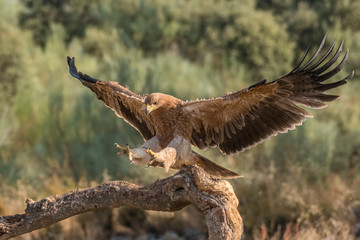 Iberian imperial eagle on a branch with wings open or in flight, with unfocused fonts - obrazy, fototapety, plakaty