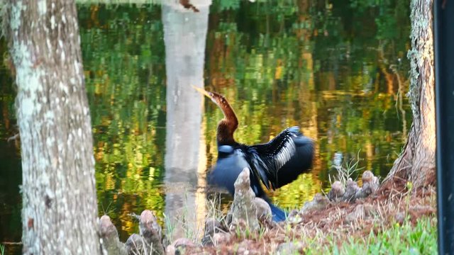 anhinga is shaking wings in front of a pond