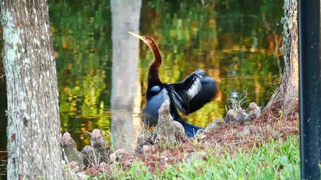 anhinga is shaking wings in front of a pond