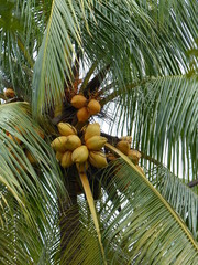 coconuts on a tree