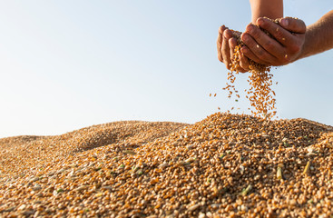 Happy farmer after harvest of wheat