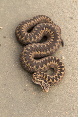 Brown female of Common European Adder, Vipera berus, on dirt road, picture from above