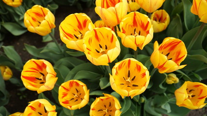 Tulips