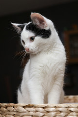 Süße Schwarz Weiße Katze