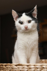 S&uuml;&szlig;e Schwarz Wei&szlig;e Katze