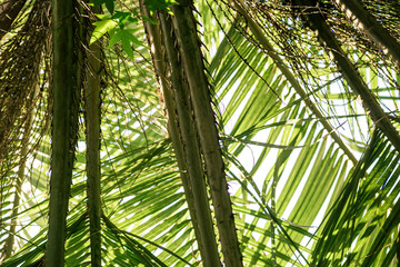 Fototapeta na wymiar Branches of plants butia capitata from below is close