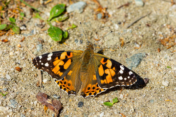 Fototapeta na wymiar The Vanessa cardui butterfly sits on the ground and spreads its wings.