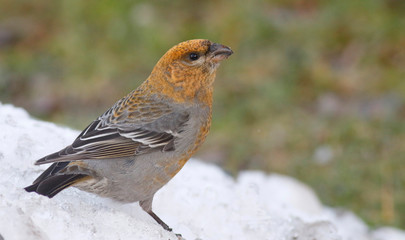 Pine grosbeak, female