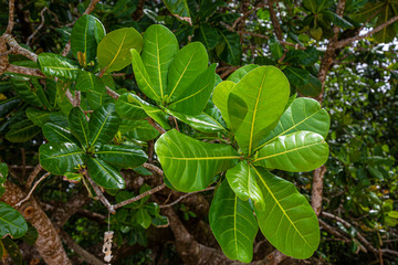 Close up picture of leafs of an tropical plant in the rainforest of Thailand at daytime