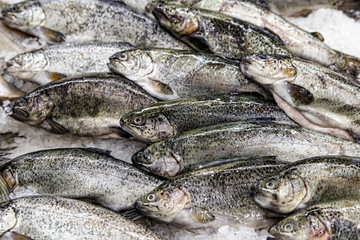 Fish exposed in fish market for sale to the consumer