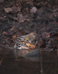 Bramblings bathing at pond in autumn