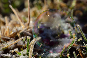   Close-up of an iridescent soap bubble in winter reflecting on frozen blades of grass in sunlight 