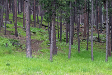 Obraz premium trees in the forest